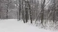 Falling snow in the park 2 HD Footage