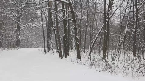 Falling snow in the park 2 Stock Footage 26145413