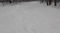 Falling snow in the park 3 HD Footage