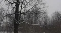 Falling snow in the park 4 HD Footage
