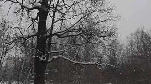 Falling snow in the park 4 Stock Footage 26152550