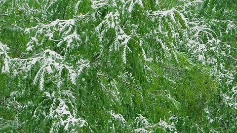 The falling snow in a Park in autumn 스톡 동영상 80795418