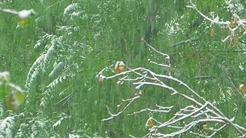 The falling snow in a Park in autumn Stock Footage 80828102