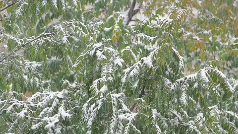 The falling snow in a Park in autumn 스톡 동영상 80932986