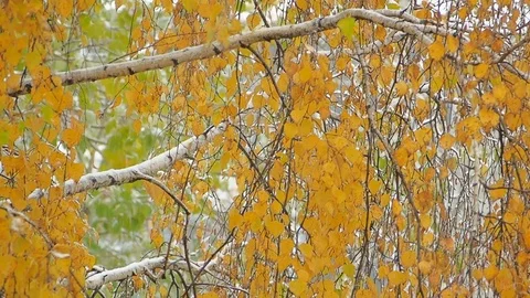 The falling snow in a Park in autumn 스톡 동영상 80933202