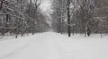 Falling snow in the park HD Footage