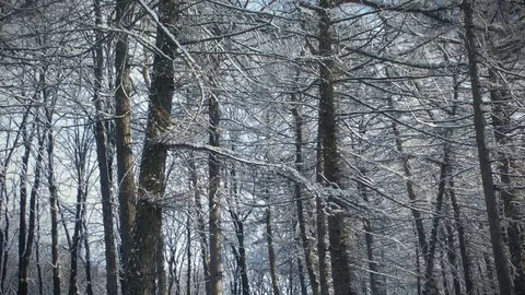 Falling snow in the park Stock-Footage 71473192