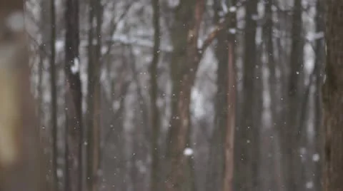 Falling snow in park. Slow motion Stock Footage 11239759