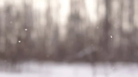 Falling snow in park. Slow motion Stock Footage 11249617