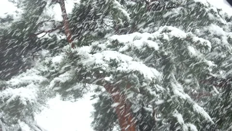 Falling snow on a pine tree leaves 库存影片 162627262