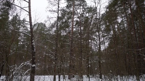 Falling Snow in the Pine Trees Forest Stock Footage 102404376