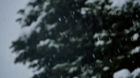 Falling Snow Pine Trees Winter Slow Motion Background 2 Stock Footage 221352052