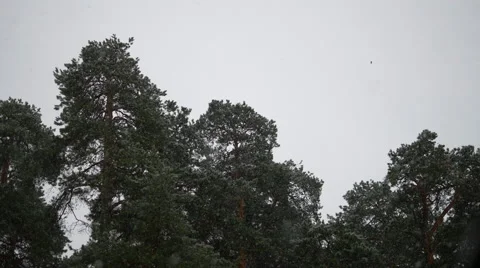 Falling snow. Pines background. 4K Vidéo 57669532