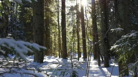 Falling snow in the rays of the winter sun in the forest Stock-Footage 103889642