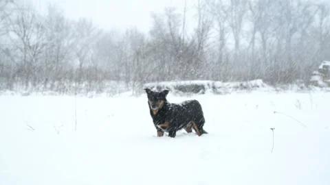 Falling snow on a small black dog. Stock Footage 86043810
