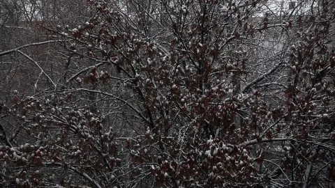Falling snow with snow covered trees. Christmas mood Stock Footage 75841577