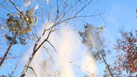 Falling snow.  Snow is falling from a tree in a winter sunny forest. Stock Footage 156691380