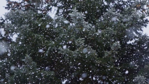 Falling snow snowfall in the spruce pine forest wonderland, winter Stock-Footage 87876232
