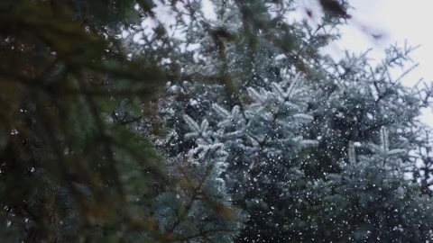 Falling snow snowfall in the spruce pine forest wonderland, winter Stock Footage