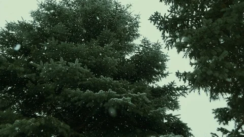 Falling snow snowfall in the spruce pine forest wonderland, winter Stock Footage 87878035