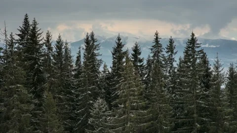 Falling Snow Snowfall In The Spruce Pine Forest Wonderland, Winter Stock Footage 141430232