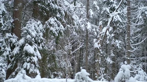 Falling snow in a snowy forest Stock Footage 147158930