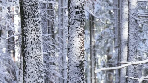 Falling snow in a snowy forest Stock Footage 316491530
