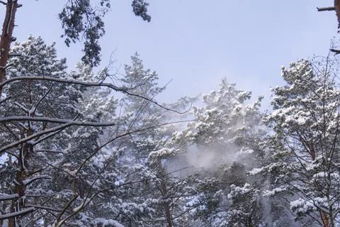 Falling snow from snowy pine trees against the sky Stock Photos