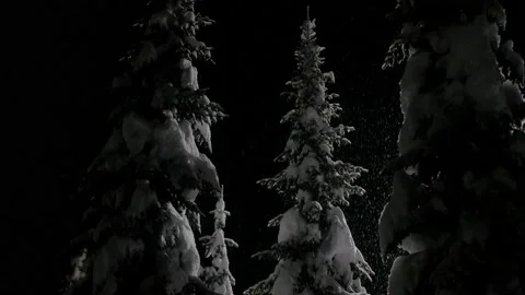 Falling snow on snowy spruce trees at winter in evening or night in forest Stock-Footage 135705577