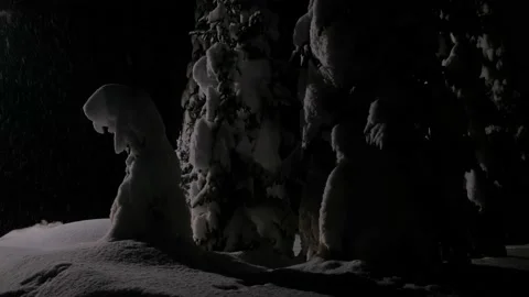 Falling snow on snowy spruce trees at winter in evening or night in forest Stock Footage 142996584