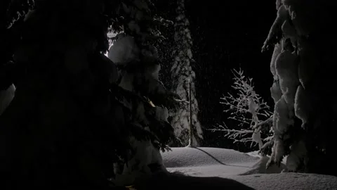 Falling snow on snowy spruce trees at winter in evening or night in forest Stock Footage 142996781