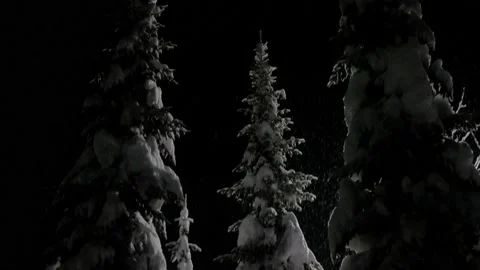 Falling snow on snowy spruce trees at winter in evening or night in forest Stock Footage 142996829