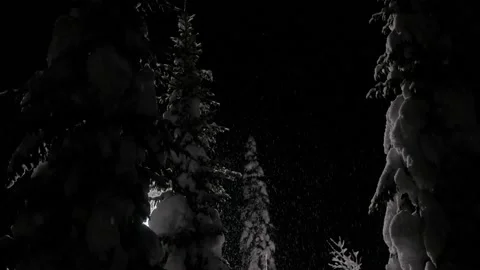 Falling snow on snowy spruce trees at winter in evening or night in forest 스톡 동영상 143230498
