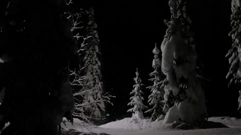 Falling snow on snowy spruce trees at winter in evening or night in forest Stock Footage 144159738