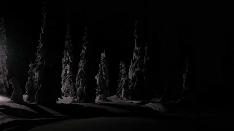 Falling snow on snowy spruce trees at winter in evening or night in forest Stock Footage 166130775