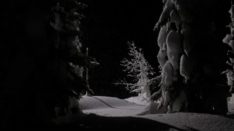 Falling snow on snowy spruce trees at winter in evening or night in forest Stock Footage 166130791