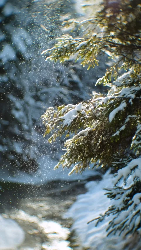 Falling Snow Sparkles from Evergreen Branches in Sunlight Vídeos de archivo 293496652
