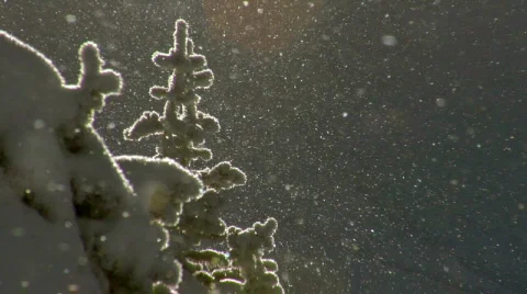 Falling snow sparkling in sunlight HD Stock Footage 90467
