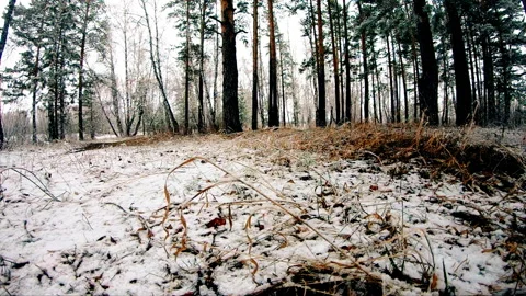 Falling snow in the spring forest Stock-Footage 107045357