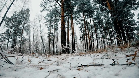 Falling snow in the spring forest Stock Footage 107249809