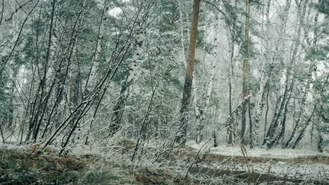 Falling snow in the spring forest Stock Footage 107447609