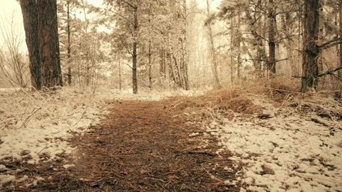 Falling snow in the spring forest Stock Footage 107447848