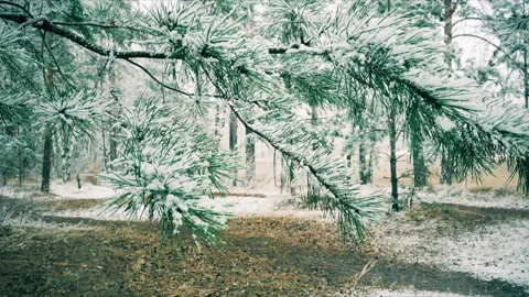 Falling snow in the spring forest Stock Footage 107447979
