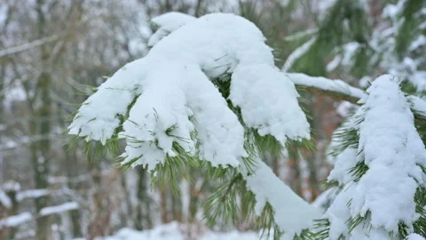 Falling snow from spruce pine branches. Landscape In The Forest After Snowfall Stock Footage 146304020