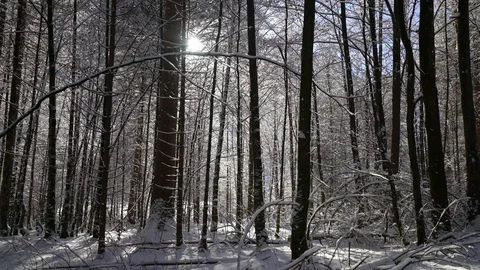 Falling snow with sunlight through trees in Bavarian forest on calm day Stock Footage 121010242