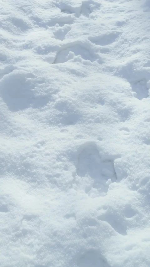 Falling snow in sunny day in forest, vertical panning establishing shot Stock Footage 336933906