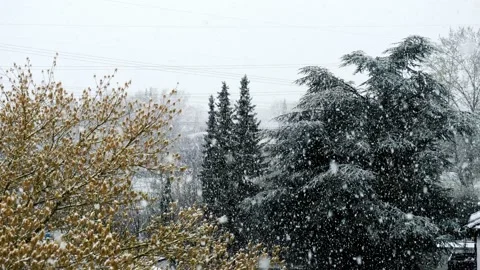 Falling snow on the tops of forest trees. Winter landscape.4K. Stock Footage 177035881