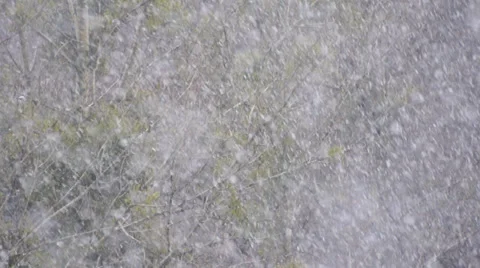 Falling snow on tree background Video stock 30581036