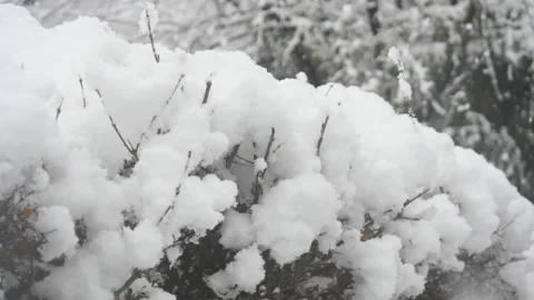 Falling snow on a tree 库存影片 162627704