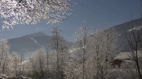 Falling snow from the trees Video stock 72073148